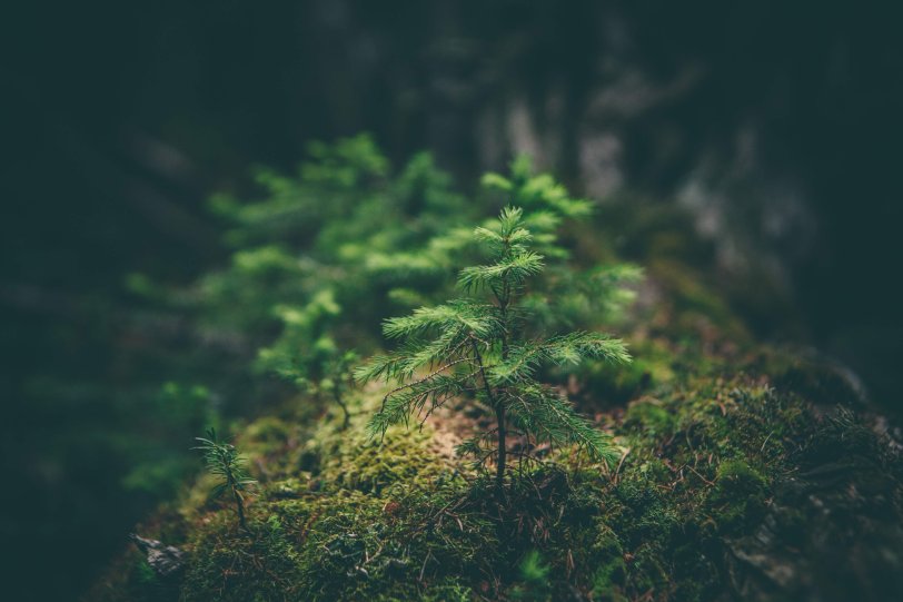 Jungbaum Tanne auf grünem Moos Nachhaltigkeit