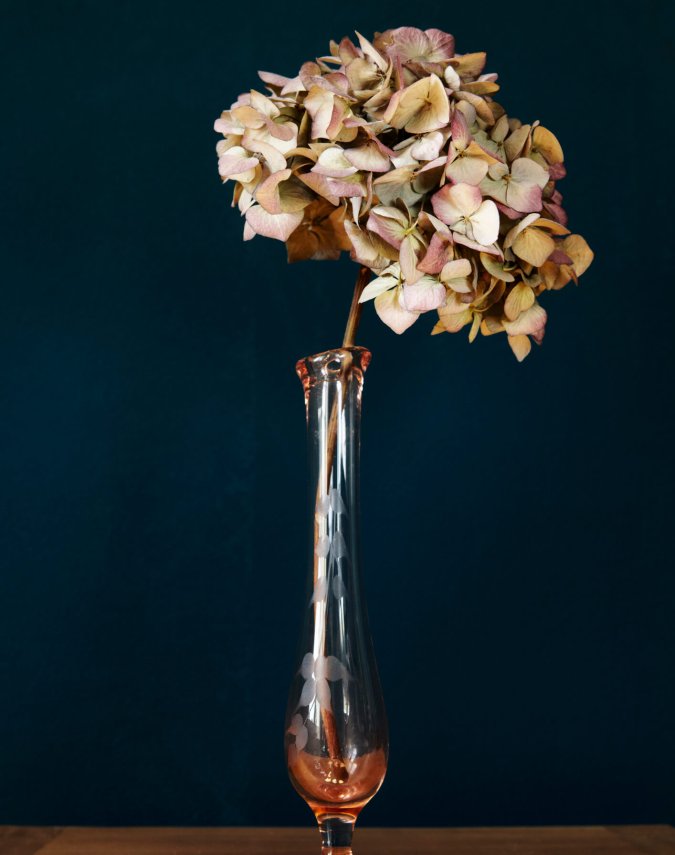 Hortenise in Vase